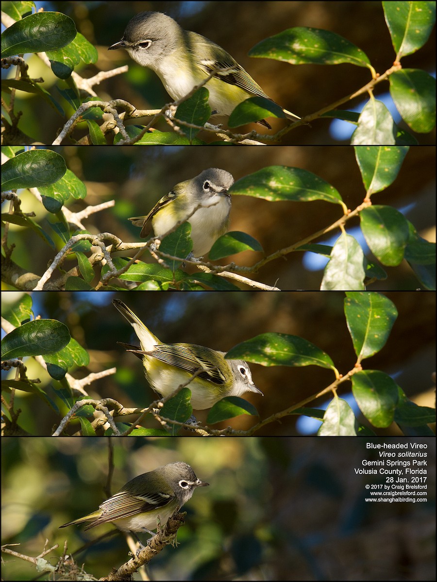 Blue-headed Vireo - ML46865061