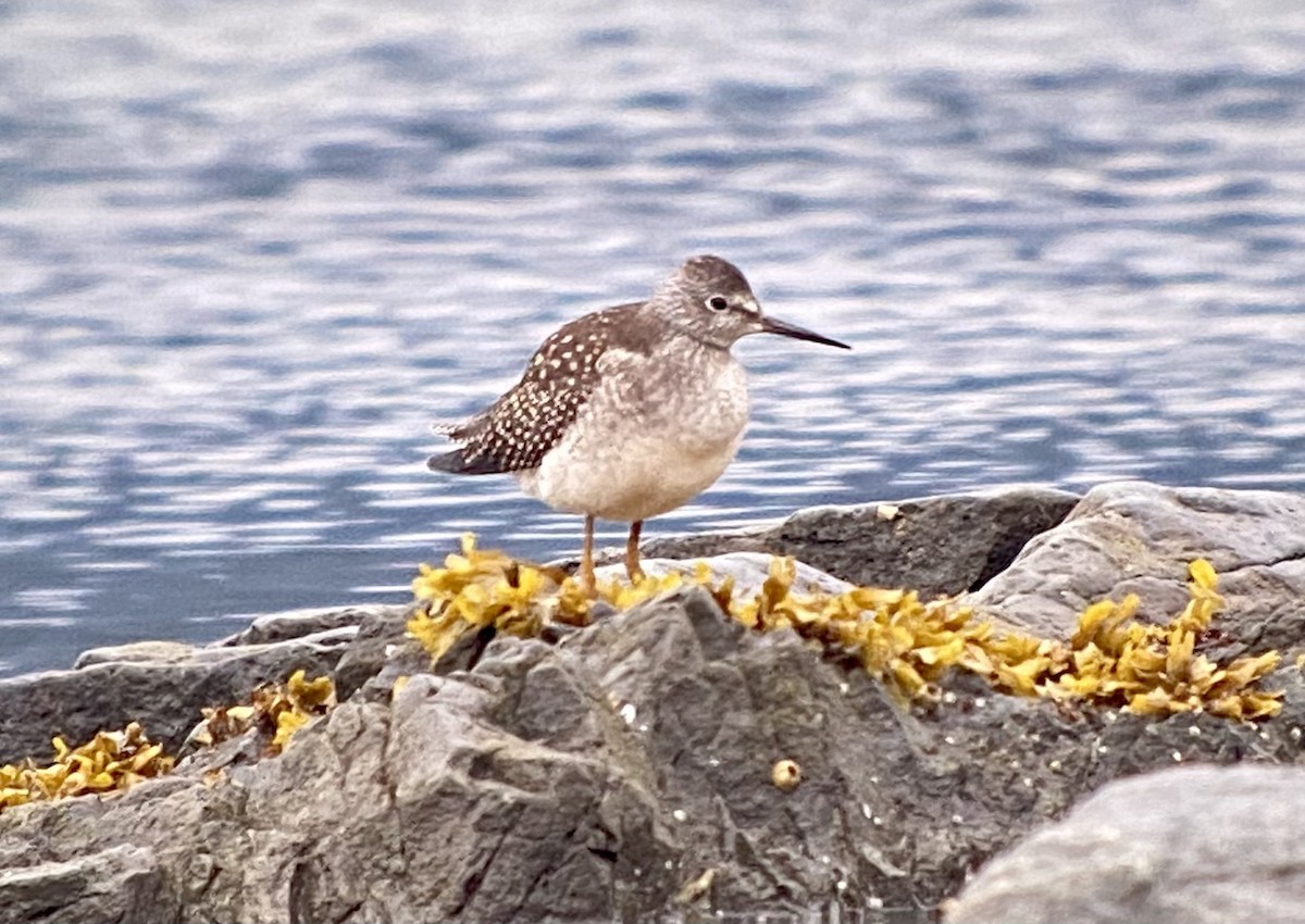 Lesser Yellowlegs - ML468651781