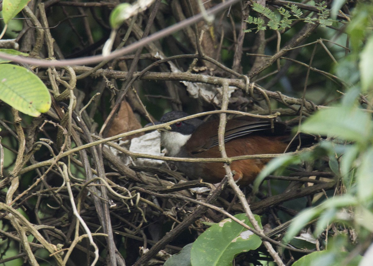 Wayanad Laughingthrush - ML46865221