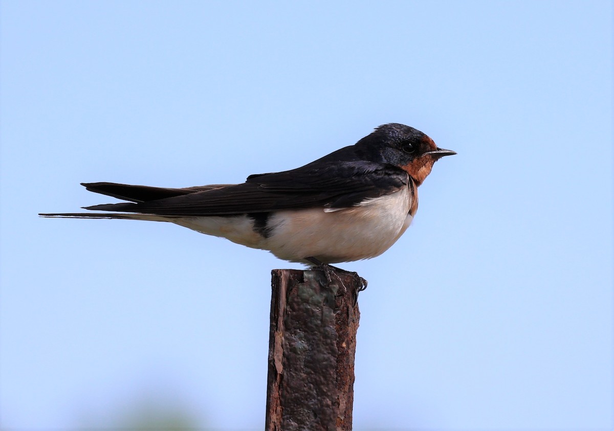 Barn Swallow - ML468652241