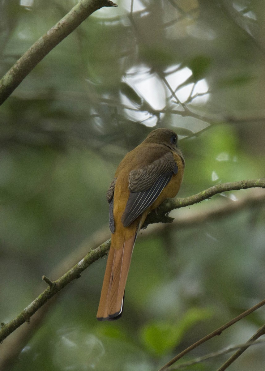 Malabartrogon - ML46865251