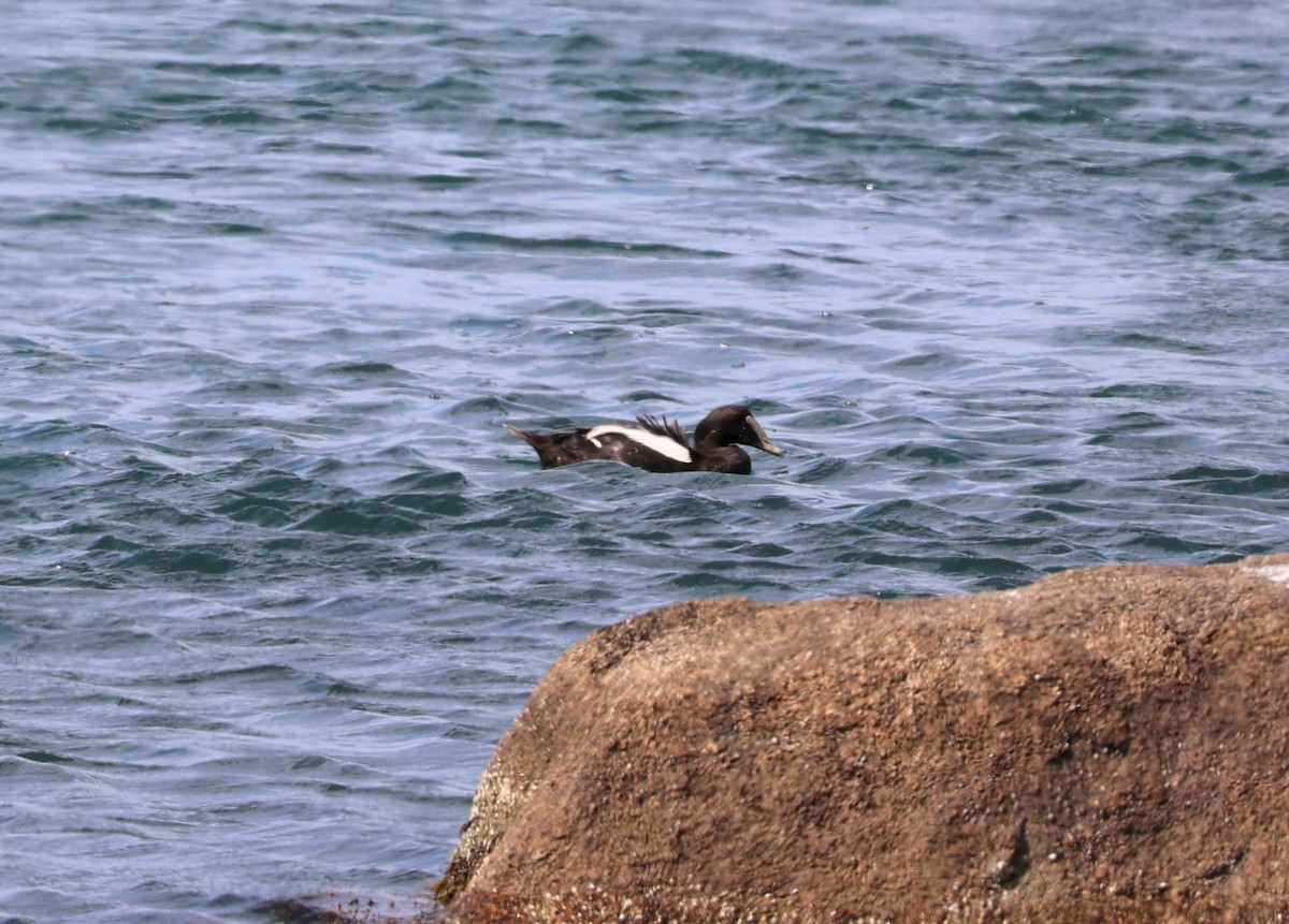 Common Eider - Tim Antanaitis