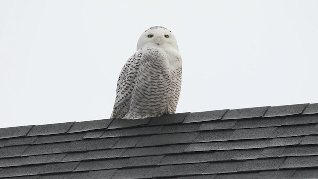 Snowy Owl - ML468652721
