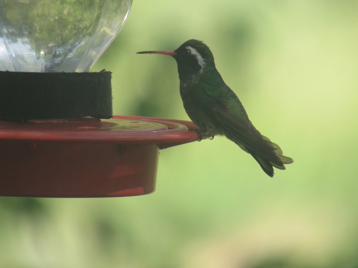 White-eared Hummingbird - ML468653681