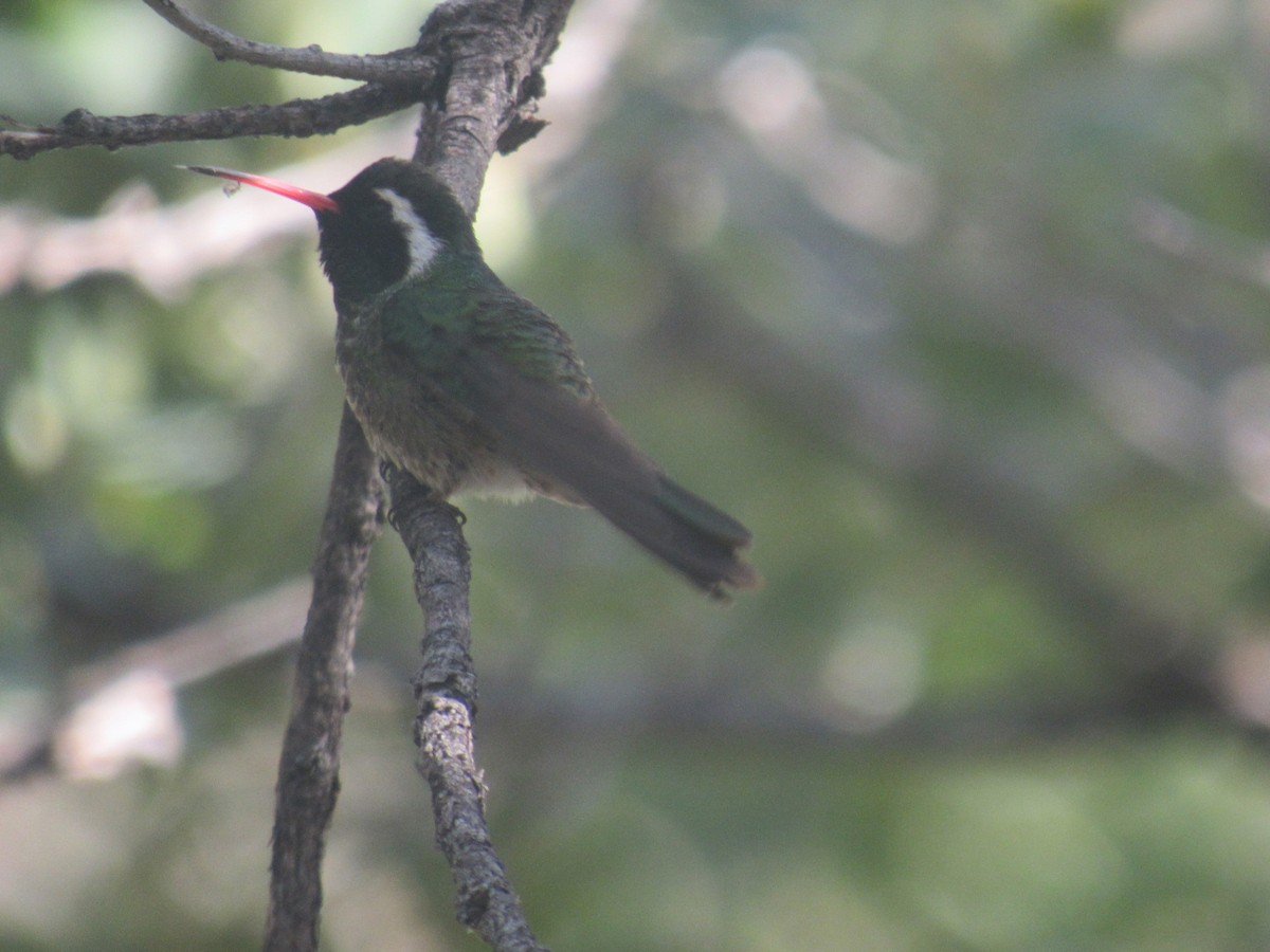 White-eared Hummingbird - ML468653691