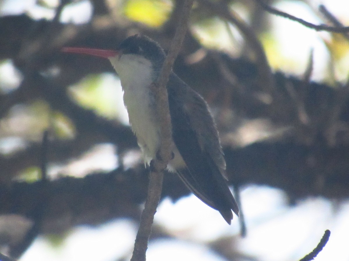 Violet-crowned Hummingbird - Joe Uglialoro