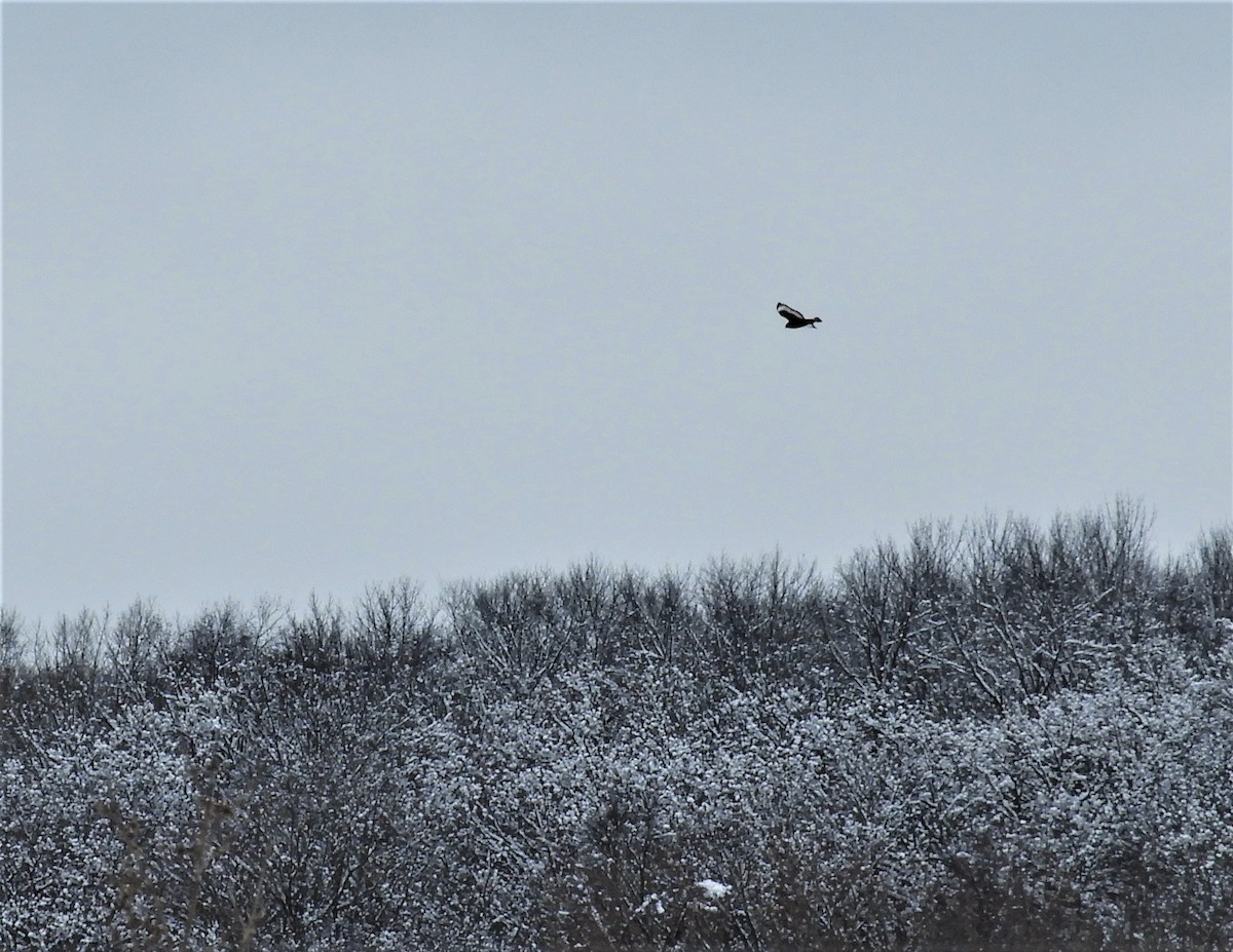 Rough-legged Hawk - ML46865401