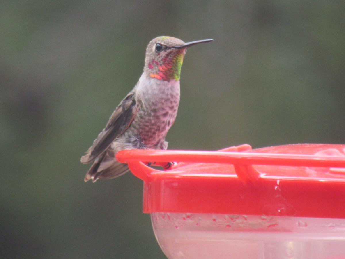 Anna's Hummingbird - Joe Uglialoro