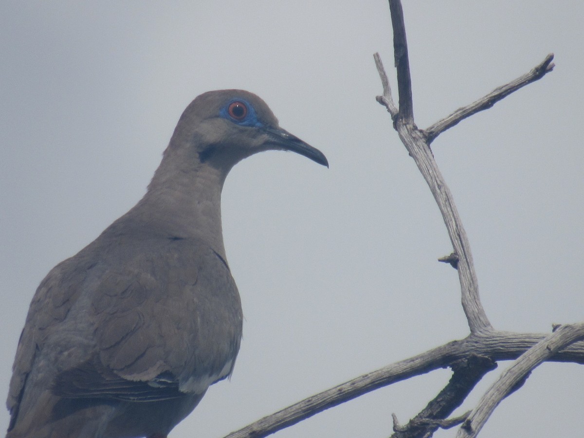 White-winged Dove - ML468654301