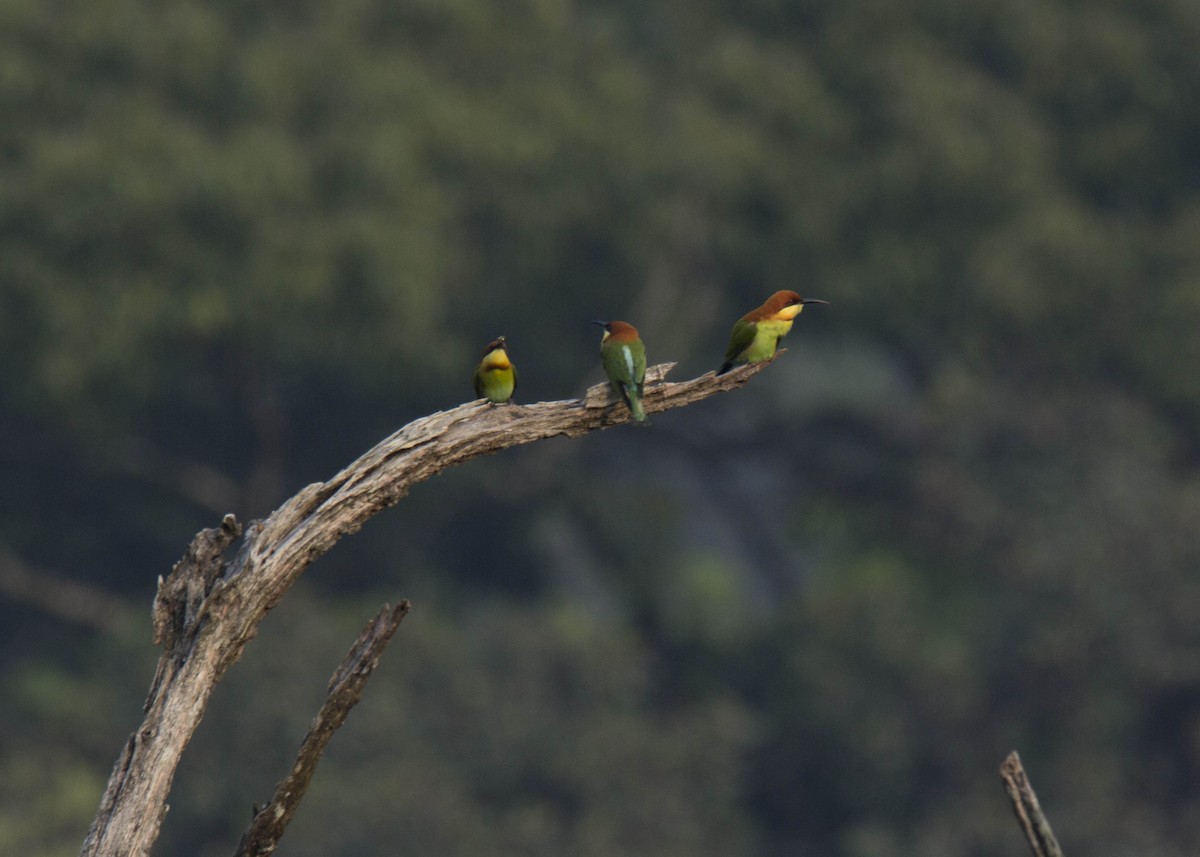 Chestnut-headed Bee-eater - ML46865431