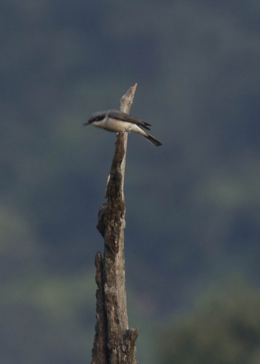 Malabar Woodshrike - ML46865441