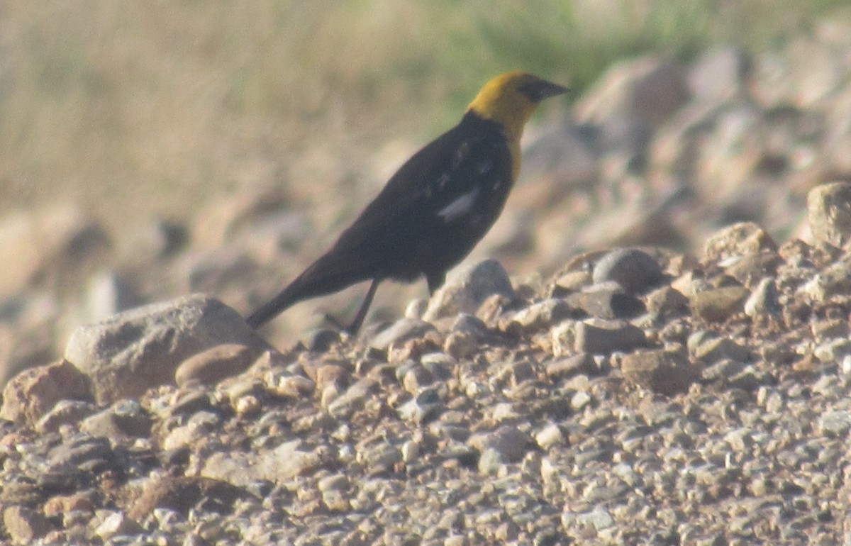 Yellow-headed Blackbird - Joe Uglialoro