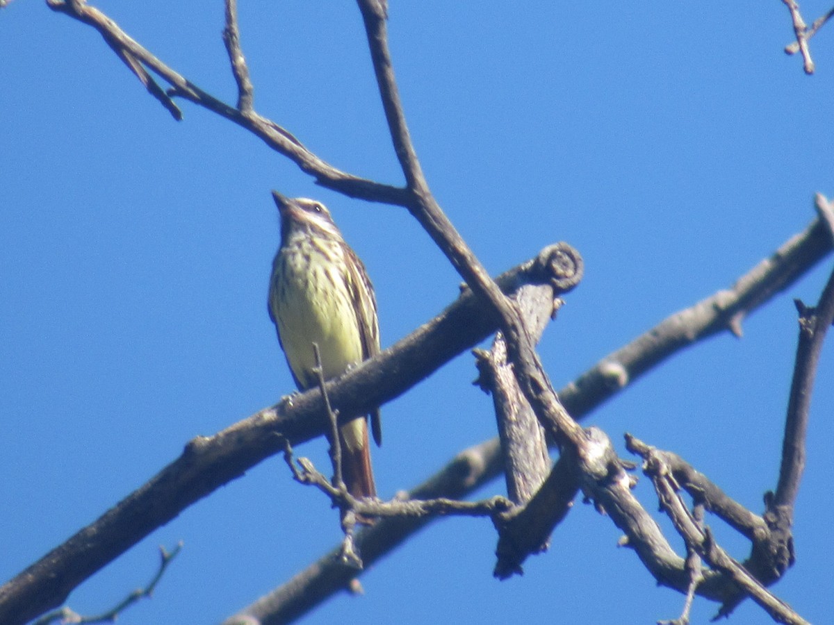 Sulphur-bellied Flycatcher - ML468654851