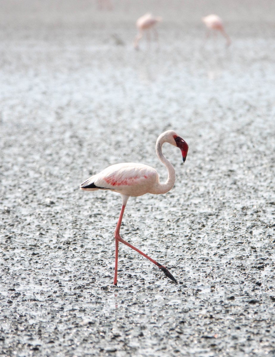 Lesser Flamingo - sylvie Tas