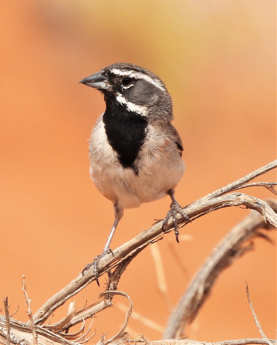 Black-throated Sparrow - ML468655161