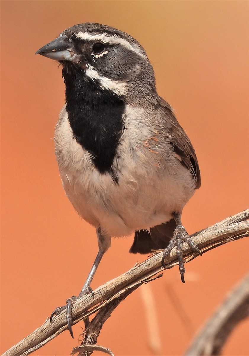Black-throated Sparrow - ML468655171