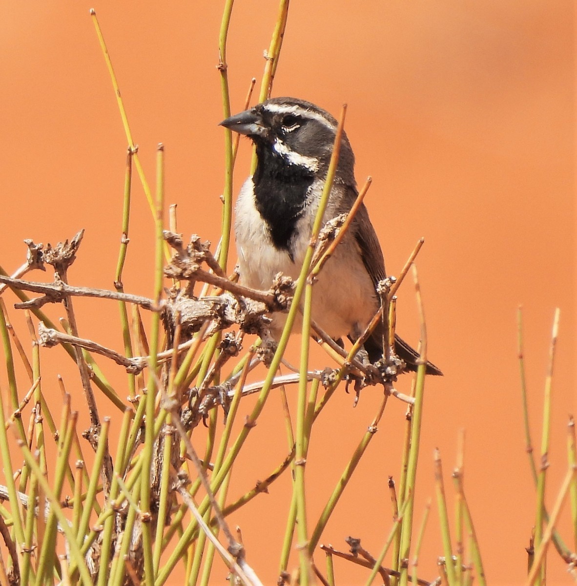 Black-throated Sparrow - ML468655181