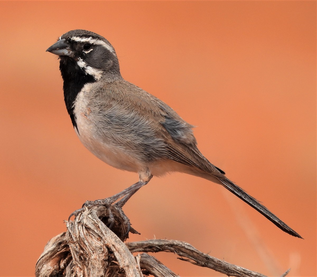 Black-throated Sparrow - ML468655201