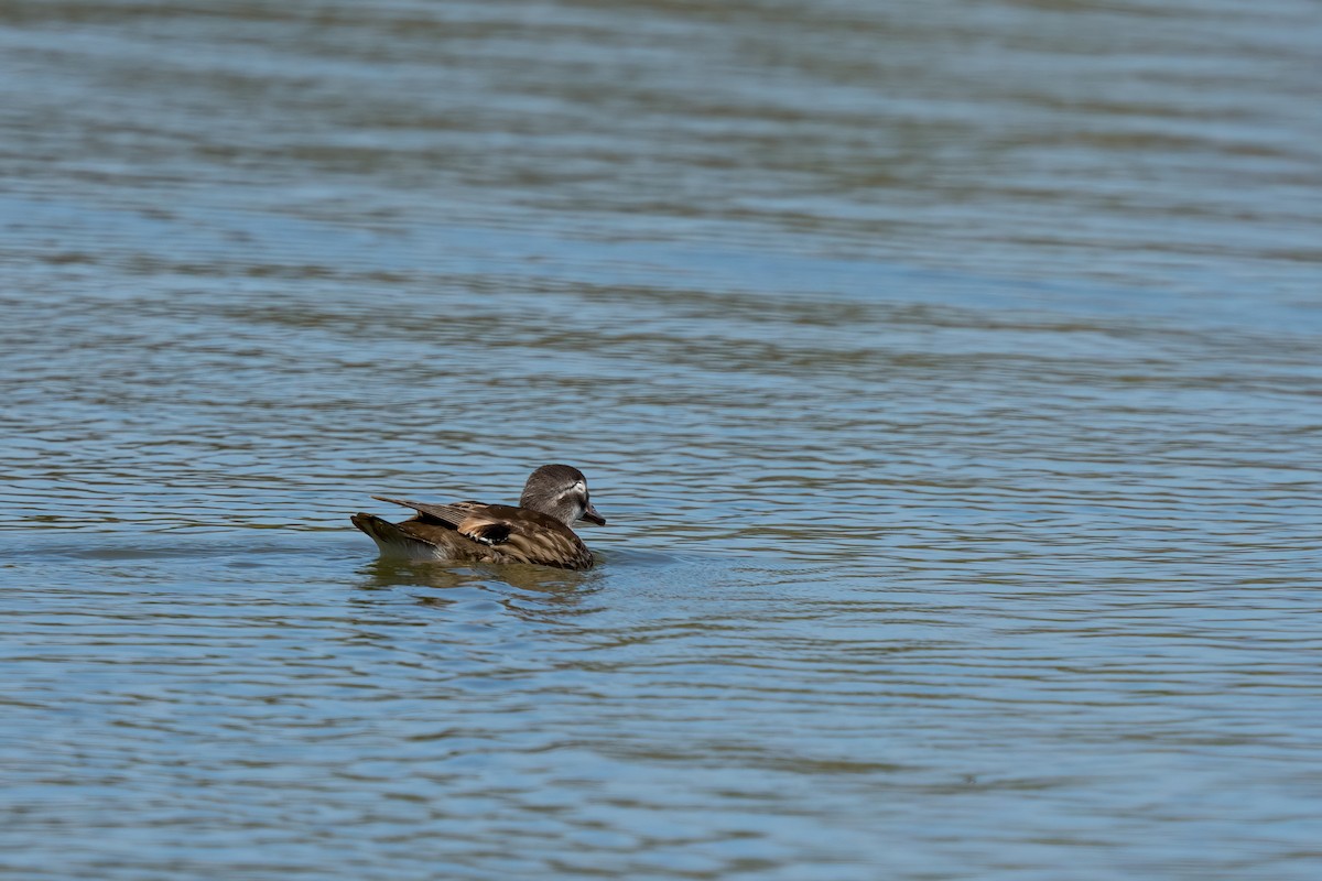 Mandarin Duck - ML468655241