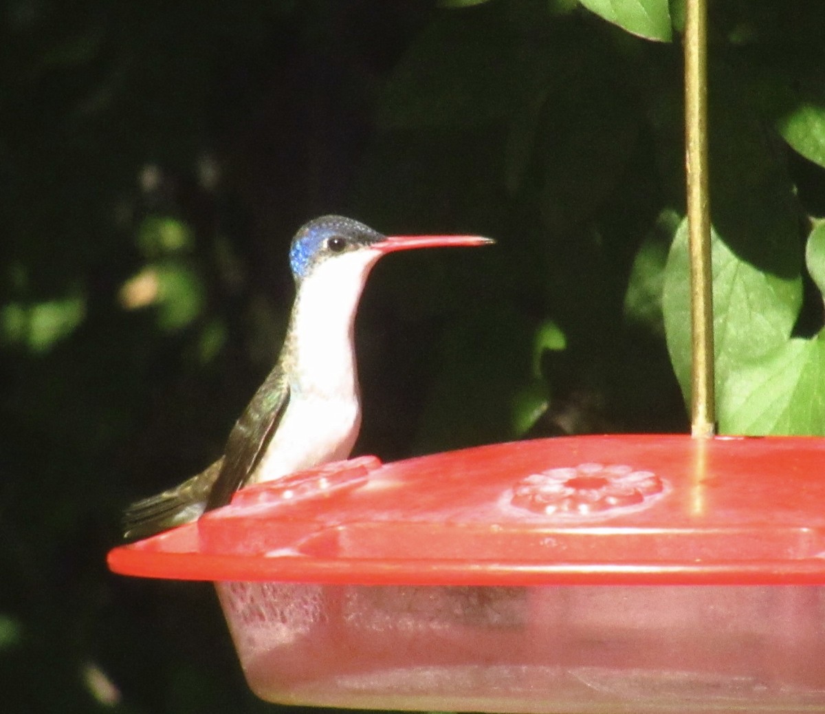 Violet-crowned Hummingbird - ML468655261