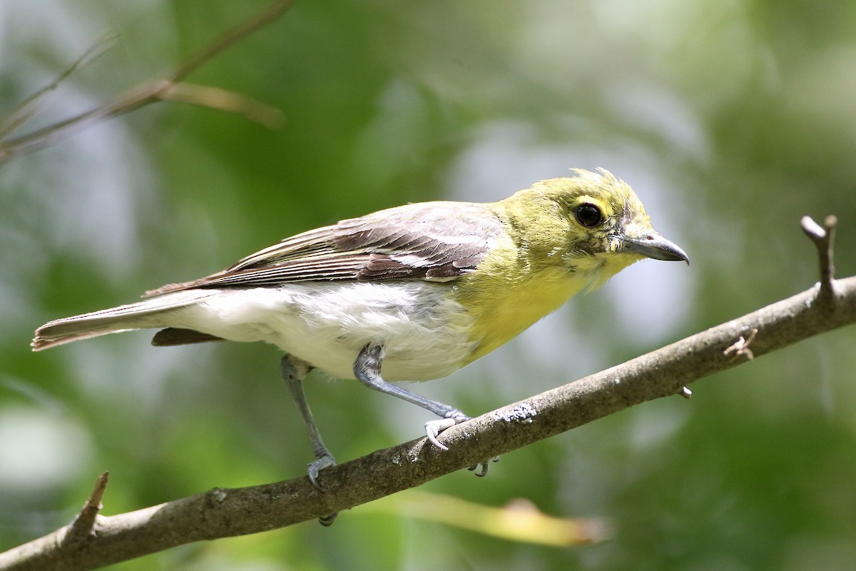 Vireo Gorjiamarillo - ML468655321