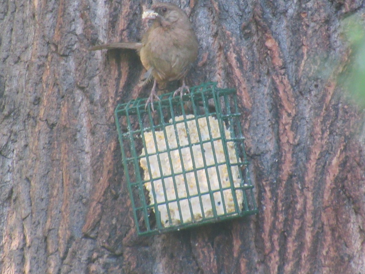 Abert's Towhee - ML468655601