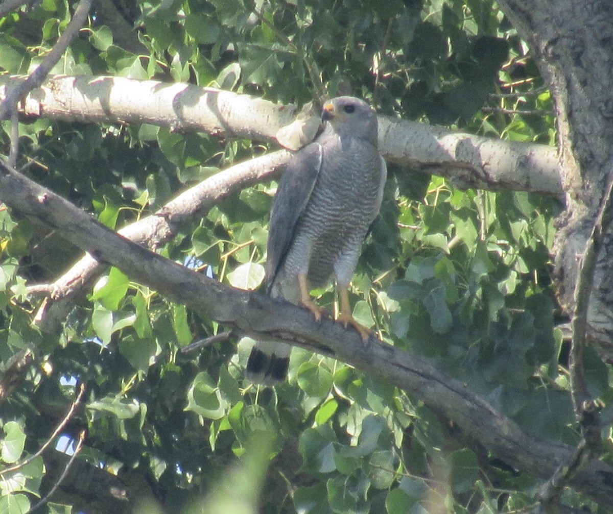 Gray Hawk - ML468655771