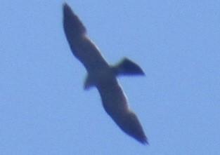 Mississippi Kite - ML468655851