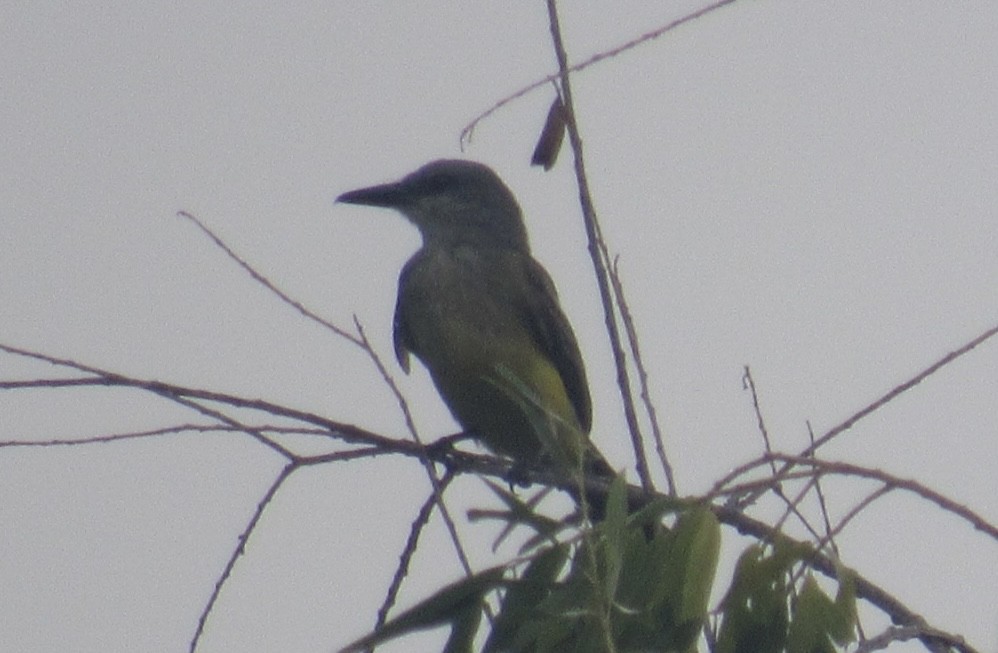 Tropical Kingbird - ML468656331