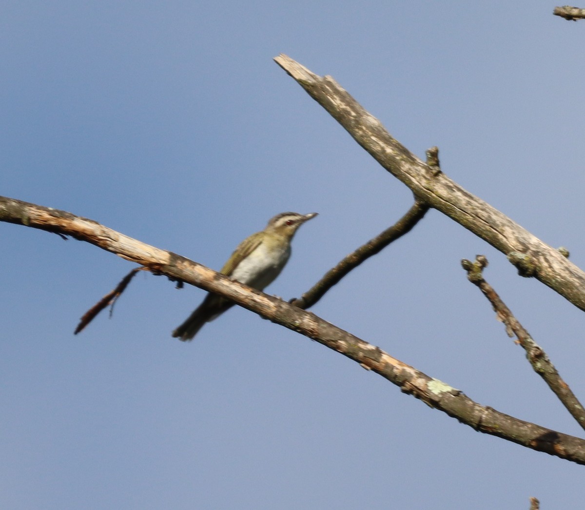 Red-eyed Vireo - S D
