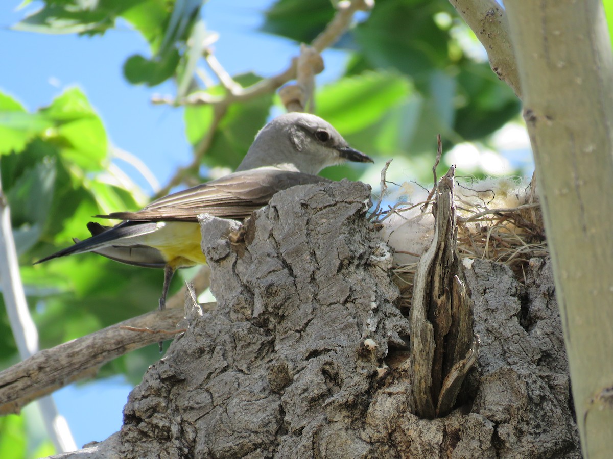 Western Kingbird - ML468656801