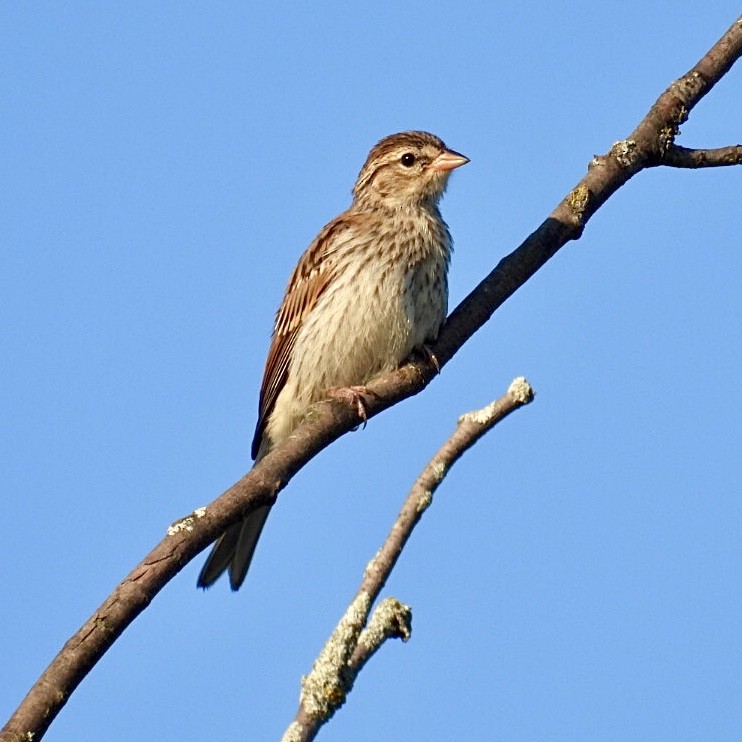 Chipping Sparrow - ML468656951