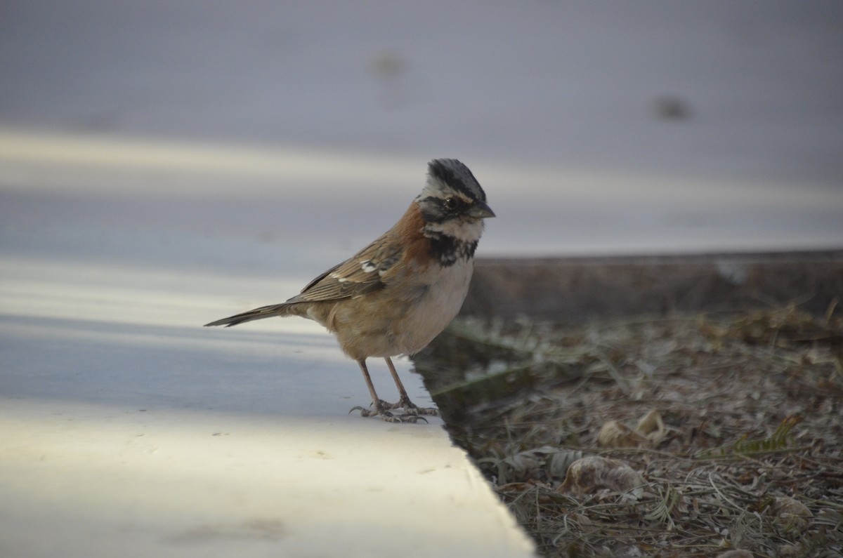 Rufous-collared Sparrow - ML468657091