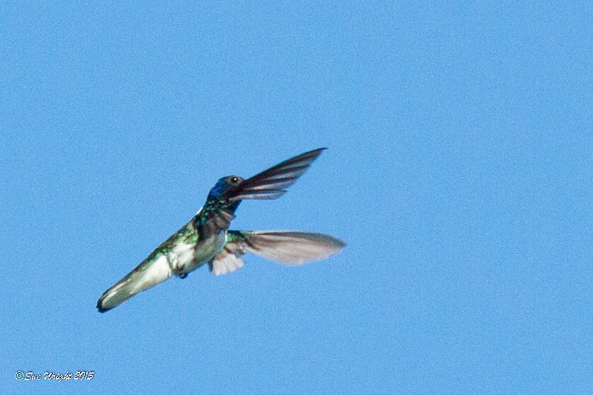 White-necked Jacobin - ML46865711