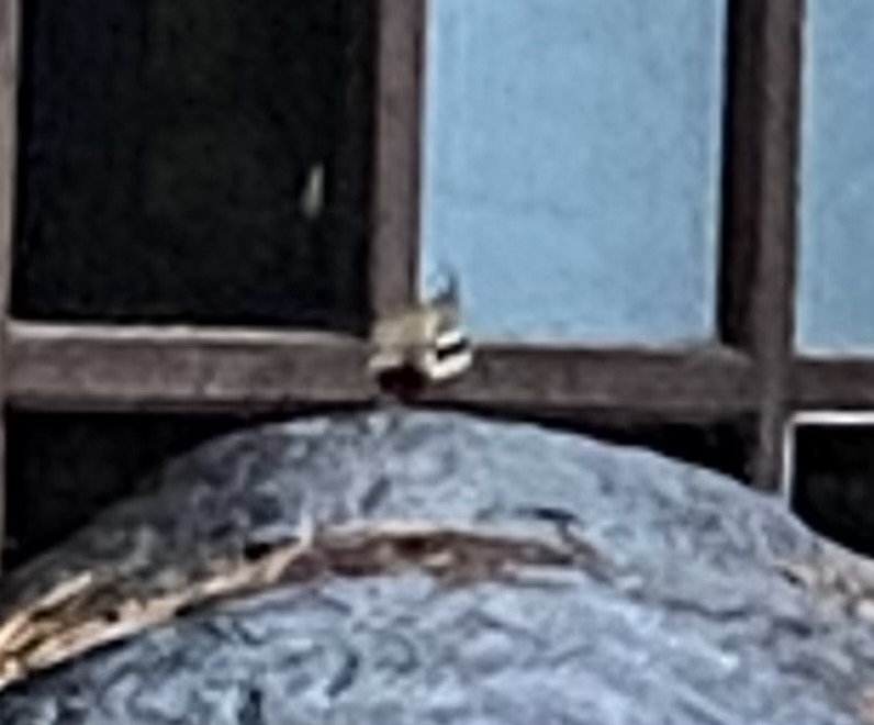 Mountain Quail - ML468658191