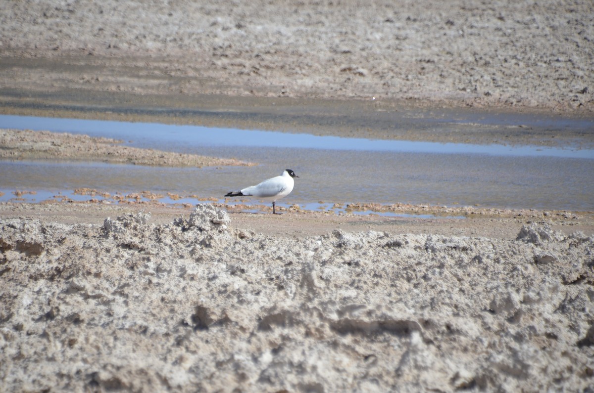 Andean Gull - José Ignacio Catalán Ruiz