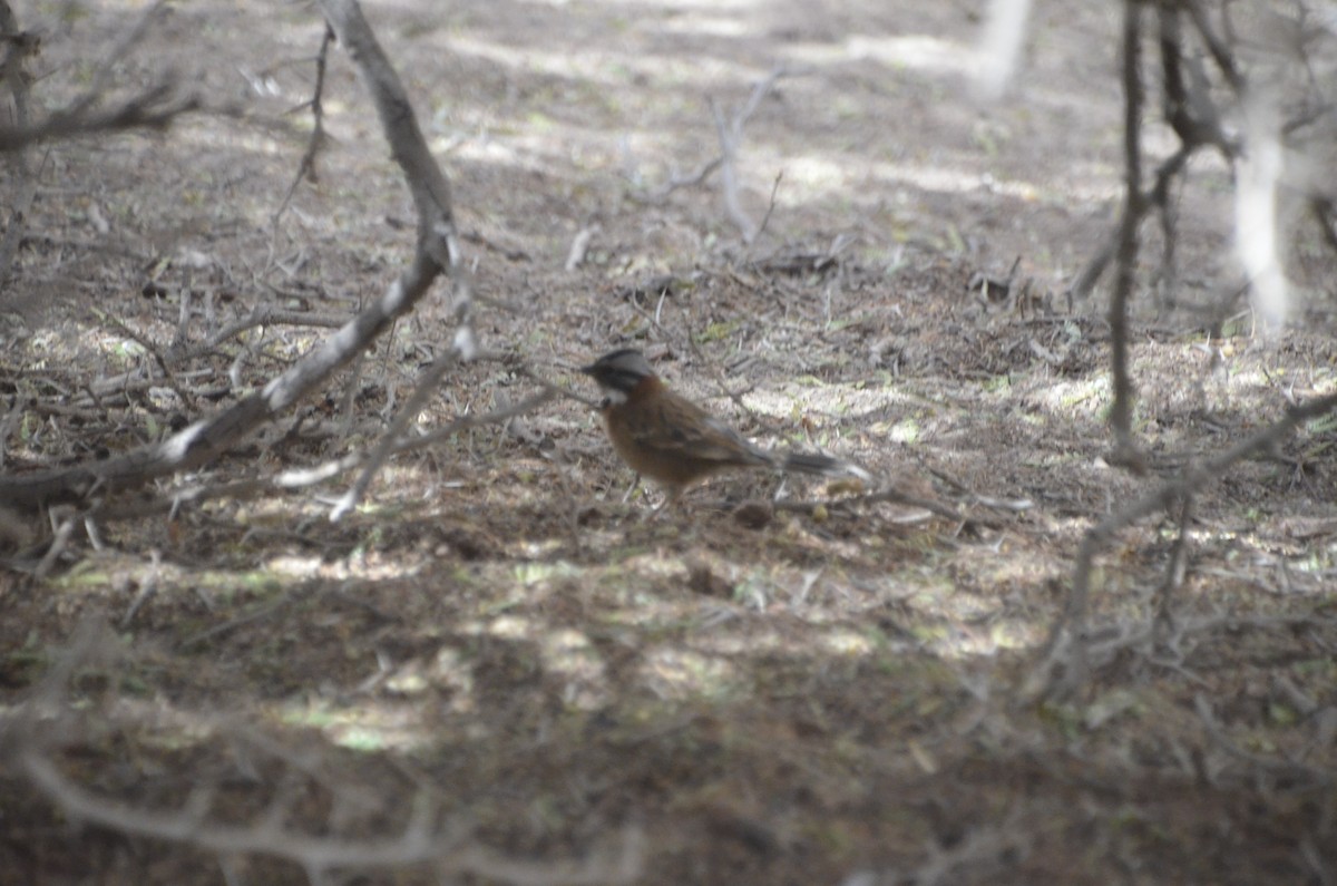 Rufous-collared Sparrow - ML468659351