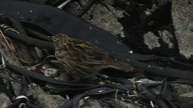 South Georgia Pipit - ML468660