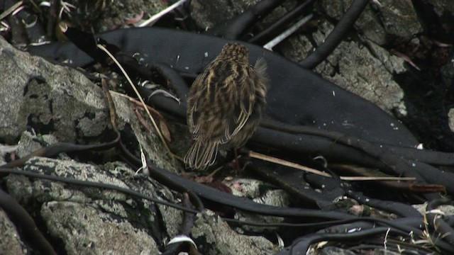 South Georgia Pipit - ML468661