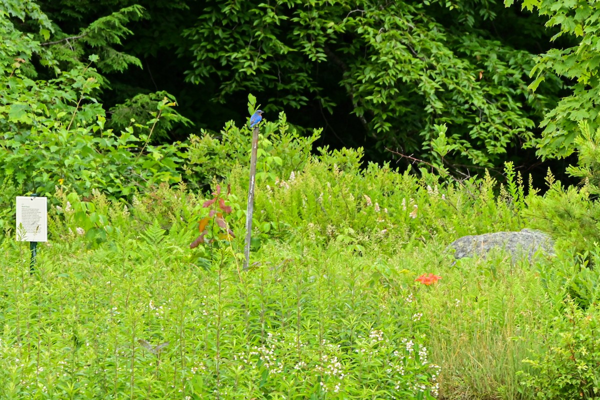 Eastern Bluebird - ML468661381