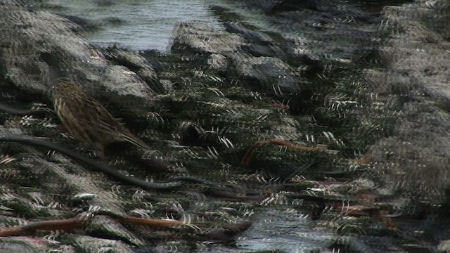 South Georgia Pipit - ML468662