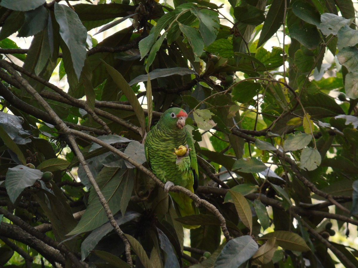 Tucuman Parrot - Venecia Herrera