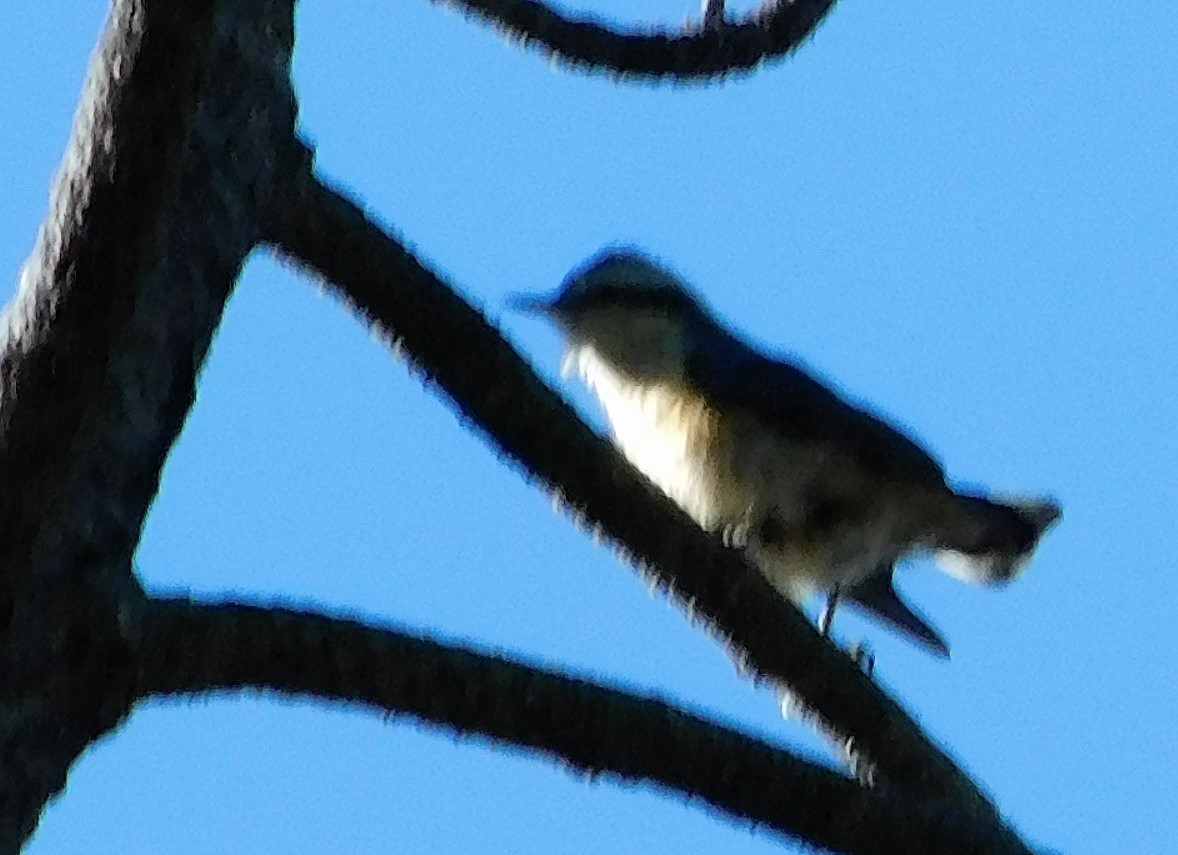 White-breasted Nuthatch (Interior West) - Wally Tomlinson