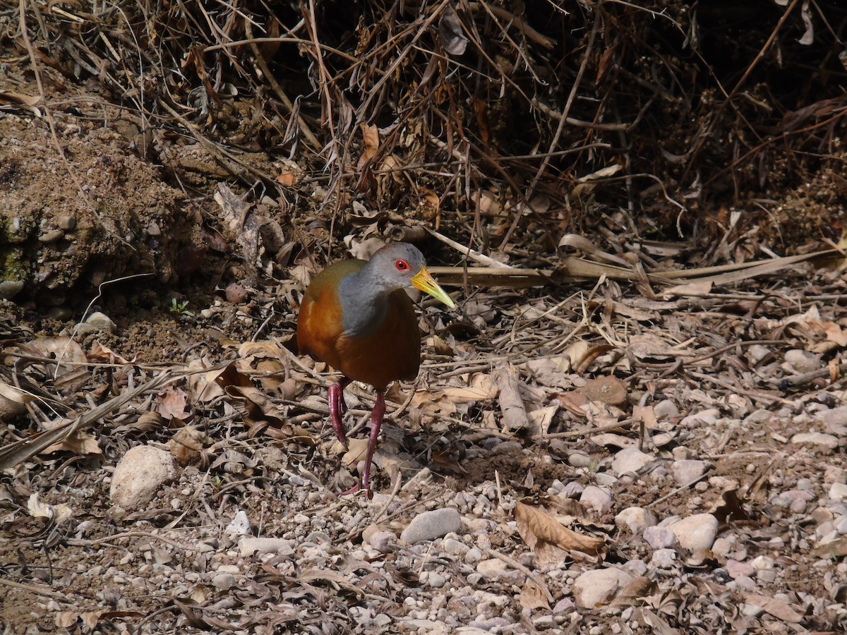 Gray-cowled Wood-Rail - Venecia Herrera