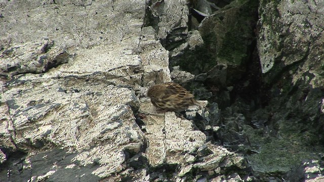 South Georgia Pipit - ML468663