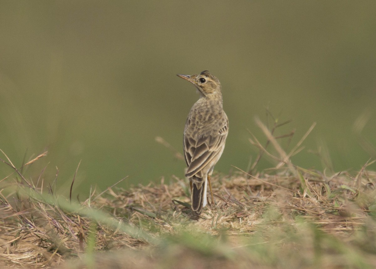 Paddyfield Pipit - ML46866311