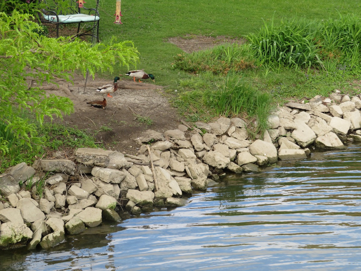 Black-bellied Whistling-Duck - ML468663771