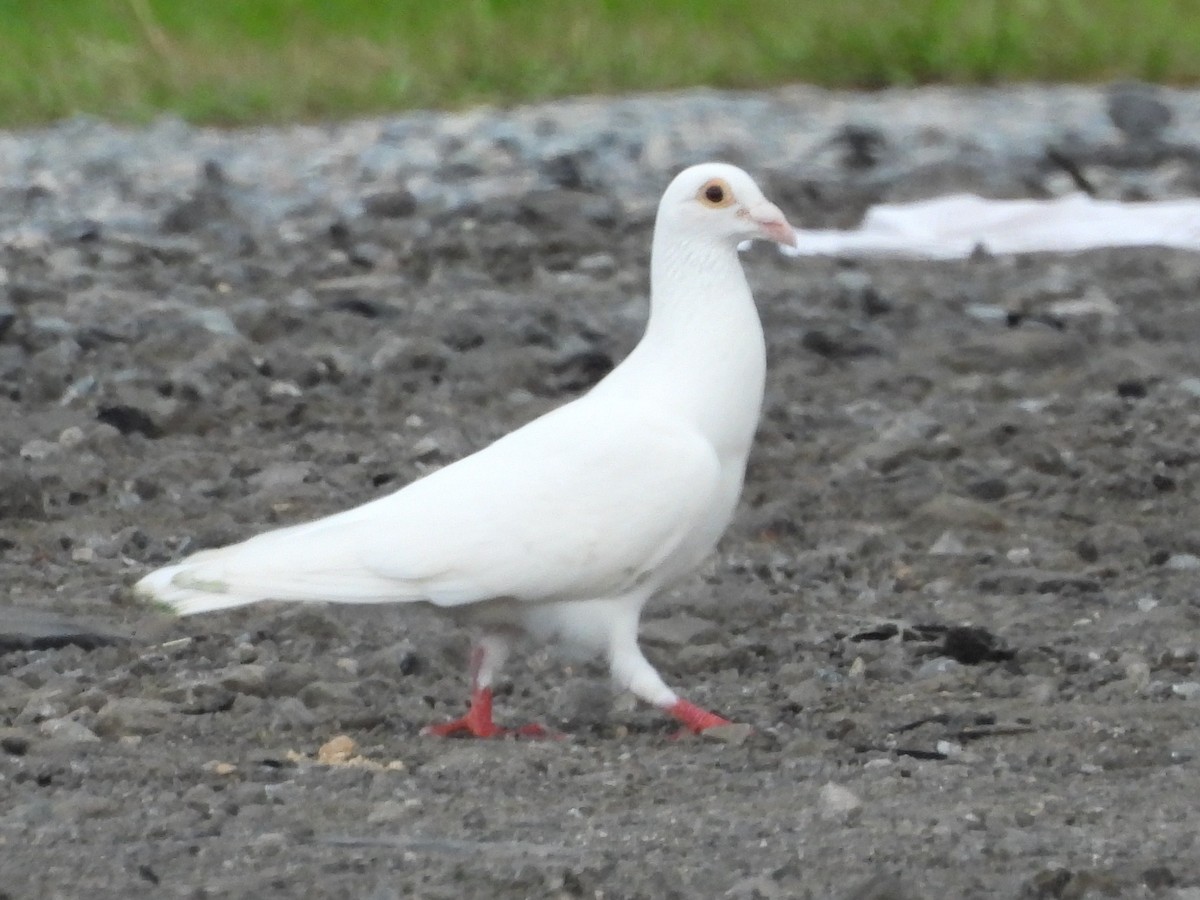 Haitz-usoa (etxekoa) - ML468663861