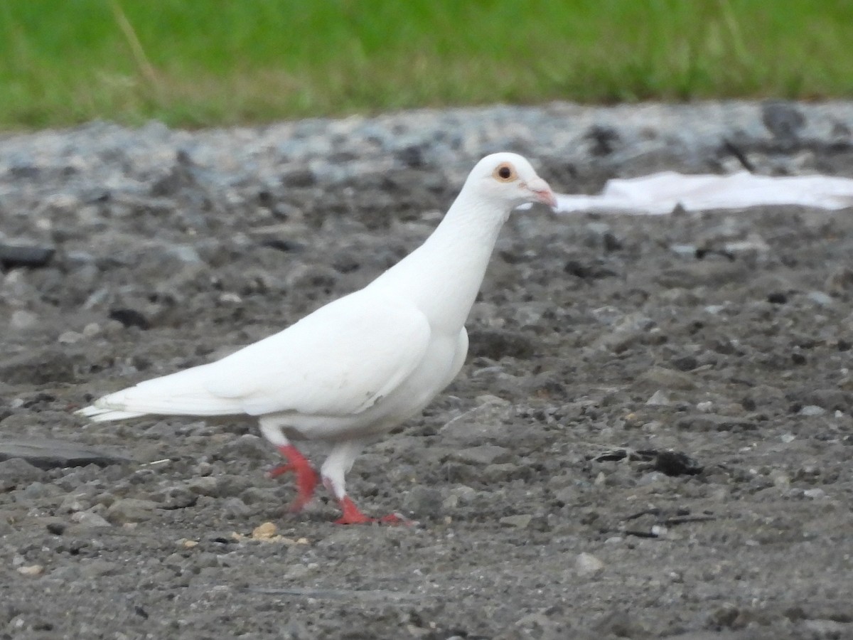 Haitz-usoa (etxekoa) - ML468663871