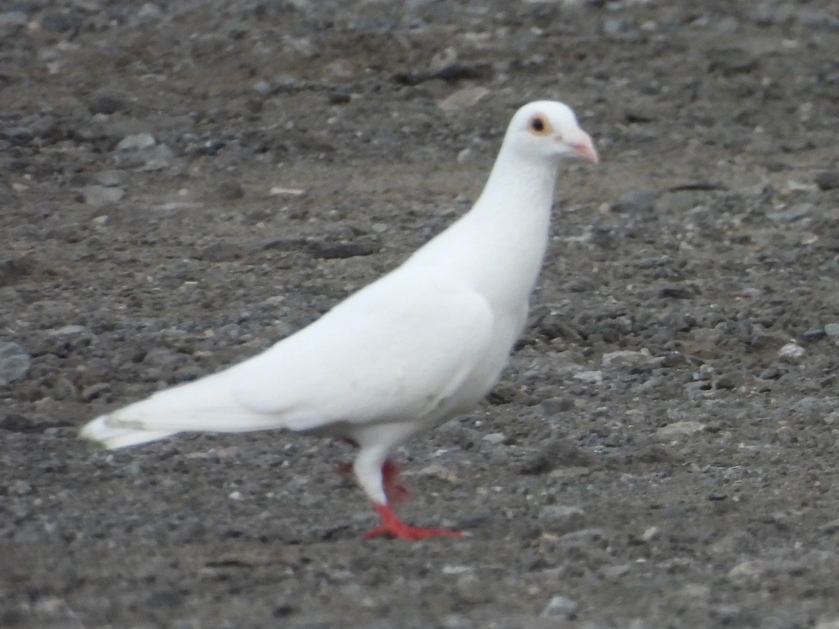 Haitz-usoa (etxekoa) - ML468663881